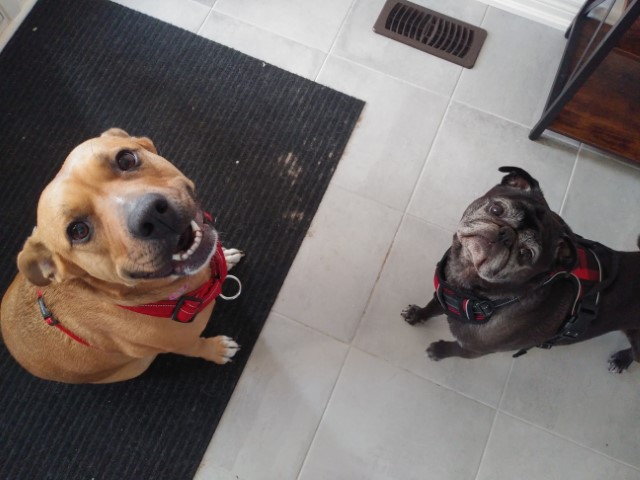 Kandi & Biscuit